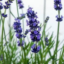 Attēlu rezultāti vaicājumam “Lavandula angustifolia”