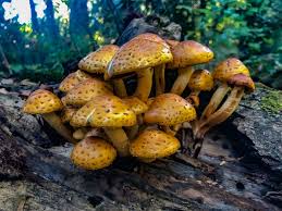 Attēlu rezultāti vaicājumam “Pholiota aurivella”