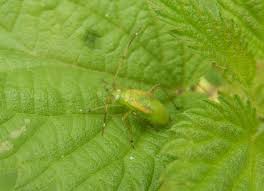 Attēlu rezultāti vaicājumam “Adelphocoris quadripunctatus”
