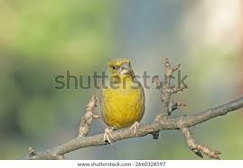 Attēlu rezultāti vaicājumam “Chloris chloris male”