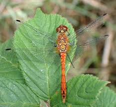 Attēlu rezultāti vaicājumam “Sympetrum sanguineum male”