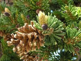 Attēlu rezultāti vaicājumam “Pinus”