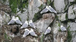 Attēlu rezultāti vaicājumam “Rissa tridactyla nest”