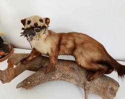 Attēlu rezultāti vaicājumam “Mustela nivalis adult”