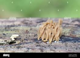 Attēlu rezultāti vaicājumam “Cribraria vulgaris young”