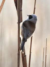 Attēlu rezultāti vaicājumam “Remiz pendulinus”