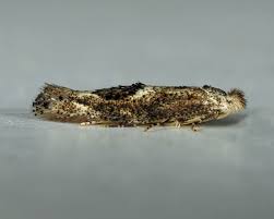 Attēlu rezultāti vaicājumam “Bucculatrix rhamniella”