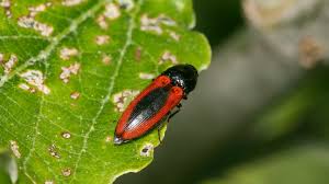 Attēlu rezultāti vaicājumam “Ampedus sanguinolentus”