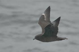 Image result for Stercorarius skua
