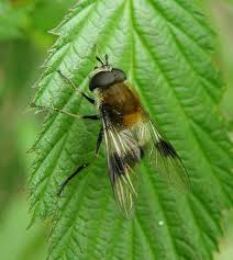 Attēlu rezultāti vaicājumam “Leucozona lucorum”