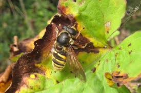 Attēlu rezultāti vaicājumam “Sericomyia silentis”
