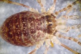 Attēlu rezultāti vaicājumam “Lophopilio palpinalis”