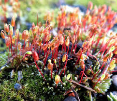 Attēlu rezultāti vaicājumam “Bryum funkii macro”