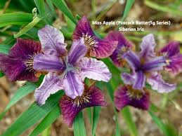 Attēlu rezultāti vaicājumam “Iris sibirica flower”
