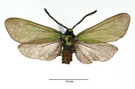 Attēlu rezultāti vaicājumam “Adscita statices”