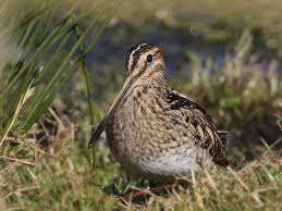 Attēlu rezultāti vaicājumam “Gallinago gallinago”