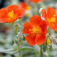 Attēlu rezultāti vaicājumam “Helianthemum x hybridum flower”