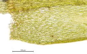 Attēlu rezultāti vaicājumam “Sciuro-hypnum populeum”