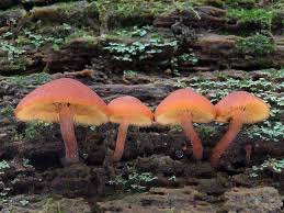 Attēlu rezultāti vaicājumam “Gymnopilus picreus”
