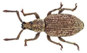 Attēlu rezultāti vaicājumam “Brachonyx pineti”