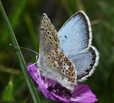 Attēlu rezultāti vaicājumam “Aricia artaxerxes”