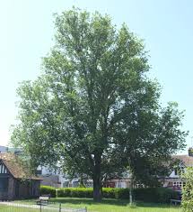 Attēlu rezultāti vaicājumam “Ulmus x hollandica”
