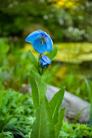 Image result for Scheinmohn