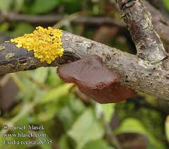 Attēlu rezultāti vaicājumam “Exidia recisa”