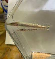 Image result for Esox masquinongy