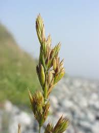 Attēlu rezultāti vaicājumam “Festuca rubra subsp. rubra fruit”
