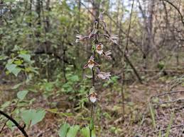 Attēlu rezultāti vaicājumam “Epipactis palustris”