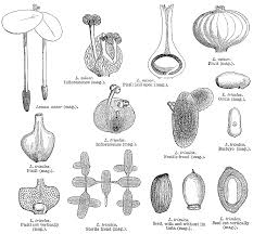 Attēlu rezultāti vaicājumam “Lemnaceae”