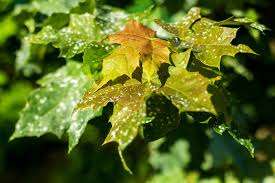 Attēlu rezultāti vaicājumam “Sawadaea tulasnei”