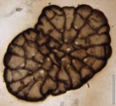 Attēlu rezultāti vaicājumam “Dichodontium pellucidum sporophyte”