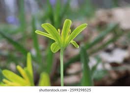 Attēlu rezultāti vaicājumam “Gagea lutea”