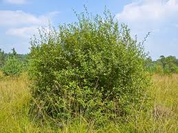 Attēlu rezultāti vaicājumam “Salix aurita flower”