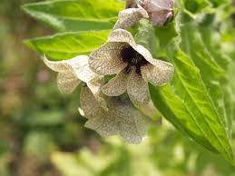 Attēlu rezultāti vaicājumam “Hyoscyamus niger flower”