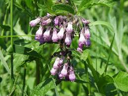 Image result for Symphytum officinale