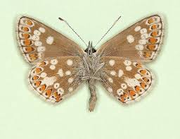 Attēlu rezultāti vaicājumam “Aricia artaxerxes”