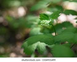 Attēlu rezultāti vaicājumam “Actaea spicata”