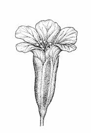 Attēlu rezultāti vaicājumam “Gypsophila muralis fruit”