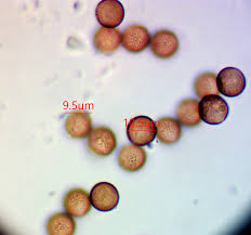 Attēlu rezultāti vaicājumam “Lamproderma nigrescens macro”