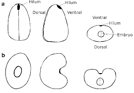 Attēlu rezultāti vaicājumam “Hottonia palustris fruit”