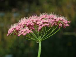 Image result for Pimpinella saxifraga