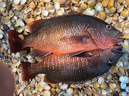 Image result for Lutjanus alexandrei