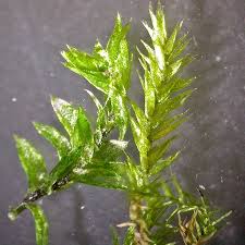 Attēlu rezultāti vaicājumam “Taxiphyllum wissgrillii”