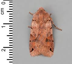 Attēlu rezultāti vaicājumam “Agrochola litura”