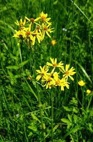 Attēlu rezultāti vaicājumam “Jacobaea paludosa”