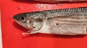 Image result for Chelon saliens