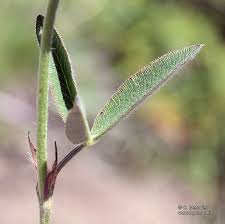 Attēlu rezultāti vaicājumam “Trifolium alpestre”